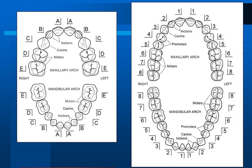 Numerazione denti4